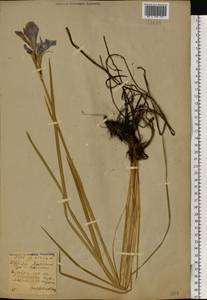 Iris sibirica L., Eastern Europe, Western region (E3) (Russia)