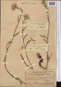Saussurea elegans Ledeb., Middle Asia, Western Tian Shan & Karatau (M3) (Uzbekistan)