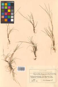 Puccinellia phryganodes (Trin.) Scribn. & Merr., Siberia, Russian Far East (S6) (Russia)