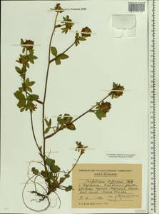 Trifolium diffusum Ehrh., Eastern Europe, Moldova (E13a) (Moldova)