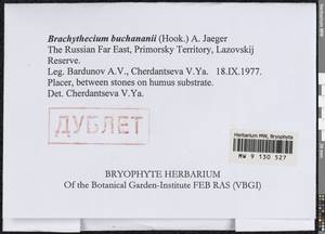 Brachythecium buchananii (Hook.) A. Jaeger, Bryophytes, Bryophytes - Russian Far East (excl. Chukotka & Kamchatka) (B20) (Russia)