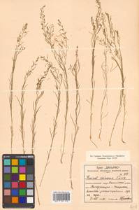 Thesium chinense Turcz., Siberia, Russian Far East (S6) (Russia)