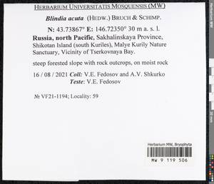 Blindia acuta (Hedw.) Bruch & Schimp., Bryophytes, Bryophytes - Russian Far East (excl. Chukotka & Kamchatka) (B20) (Russia)