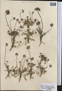 Lomatocarpa albomarginata (Schrenk) Pimenov & Lavrova, Middle Asia, Northern & Central Tian Shan (M4) (Kyrgyzstan)