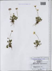 Bellis perennis L., Caucasus, North Ossetia, Ingushetia & Chechnya (K1c) (Russia)