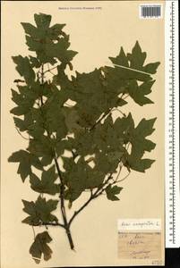 Acer campestre L., Caucasus, Armenia (K5) (Armenia)