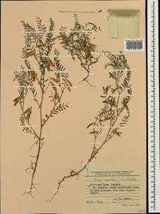 Vicia ervilia (L.)Willd., Crimea (KRYM) (Russia)