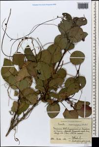 Cuscuta monogyna Vahl, Caucasus, Dagestan (K2) (Russia)