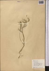 Bromus, Middle Asia, Pamir & Pamiro-Alai (M2) (Tajikistan)