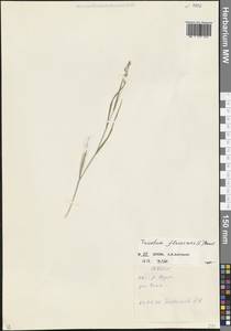 Trisetum flavescens (L.) P.Beauv., Caucasus, North Ossetia, Ingushetia & Chechnya (K1c) (Russia)