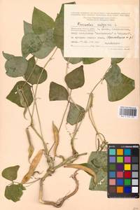 Phaseolus vulgaris L., Eastern Europe, Moscow region (E4a) (Russia)
