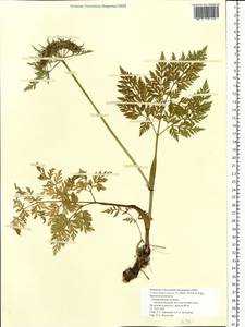 Kreidion chinensis (L.) Raf., Siberia, Chukotka & Kamchatka (S7) (Russia)