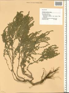 Artemisia austriaca Jacq., Eastern Europe, Rostov Oblast (E12a) (Russia)