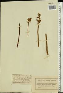 Orobanche alsatica subsp. libanotidis (Ruprecht) Pusch, Eastern Europe, Moscow region (E4a) (Russia)
