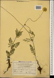 Scabiosa bipinnata K. Koch, Caucasus, Georgia (K4) (Georgia)