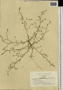 Corispermum hyssopifolium L., Eastern Europe, Central region (E4) (Russia)