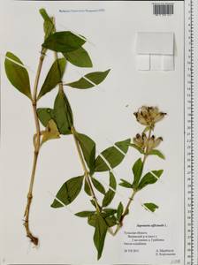Saponaria officinalis L., Eastern Europe, Central region (E4) (Russia)