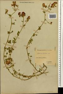 Medicago sativa subsp. glomerata (Balb.) Rouy, Caucasus, Stavropol Krai, Karachay-Cherkessia & Kabardino-Balkaria (K1b) (Russia)