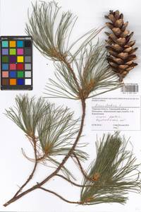 Pinus strobus L., Eastern Europe, North-Western region (E2) (Russia)