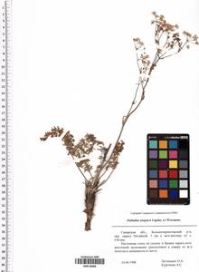 Palimbia turgaica Lipsky, Eastern Europe, Middle Volga region (E8) (Russia)