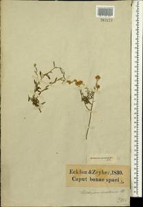 Helichrysum rosum (P. J. Bergius) Less., Africa (AFR) (South Africa)