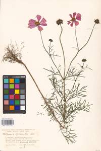 Cosmos bipinnatus Cav., Eastern Europe, Moscow region (E4a) (Russia)