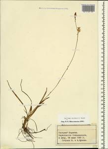 Carex michelii Host, Caucasus, Azerbaijan (K6) (Azerbaijan)