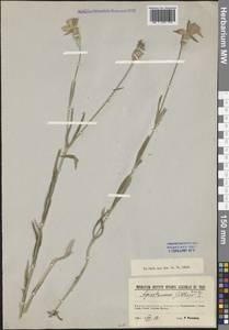 Agrostemma githago L., Eastern Europe, North-Western region (E2) (Russia)