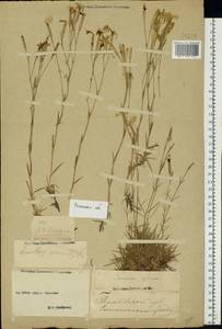 Dianthus arenarius, Eastern Europe, Central region (E4) (Russia)