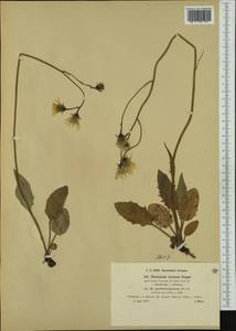 Hieracium pallescens subsp. pseudeversianum (Murr & Zahn) Gottschl., Western Europe (EUR) (Austria)