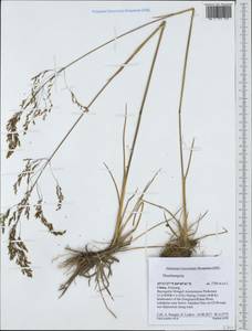 Deschampsia, South Asia, South Asia (Asia outside ex-Soviet states and Mongolia) (ASIA) (China)