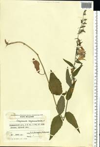 Campanula rapunculoides L., Eastern Europe, Moldova (E13a) (Moldova)