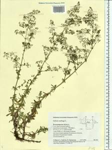 Galium mollugo L., Eastern Europe, Central region (E4) (Russia)