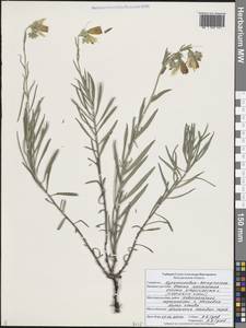 Onosma simplicissima L., Eastern Europe, Central forest-and-steppe region (E6) (Russia)