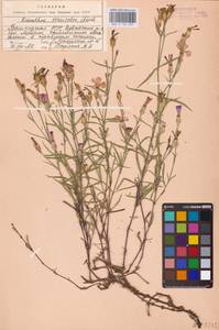 Dianthus chinensis L., Eastern Europe (no precise locality) (E0)