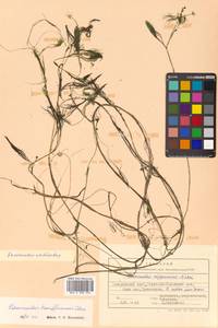 Ranunculus confervoides (Fr.) Fr., Siberia, Russian Far East (S6) (Russia)