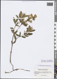 Thermopsis lanceolata R.Br., Siberia, Baikal & Transbaikal region (S4) (Russia)