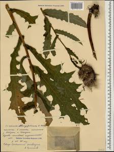 Cirsium oblongifolium K. Koch, Caucasus, North Ossetia, Ingushetia & Chechnya (K1c) (Russia)