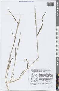 Aegilops cylindrica Host, Eastern Europe, Volga-Kama region (E7) (Russia)