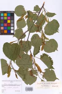 Tilia cordata Mill., Eastern Europe, North-Western region (E2) (Russia)