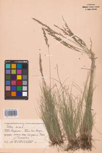 Festuca ovina L., Eastern Europe, Central region (E4) (Russia)