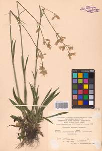 Viscaria vulgaris Röhl., Eastern Europe, Central forest-and-steppe region (E6) (Russia)