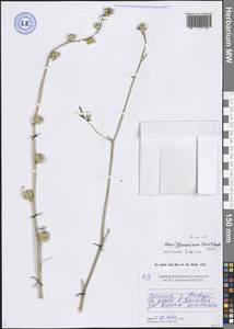 Alcea, Caucasus, Armenia (K5) (Armenia)