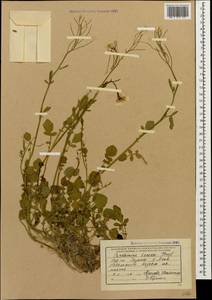 Cardamine tenera J.G. Gmel. ex C.A. Mey., Caucasus, Black Sea Shore (from Novorossiysk to Adler) (K3) (Russia)