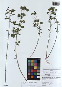 KUZ 001 616, Euphorbia borealis Baikov, Siberia, Altai & Sayany Mountains (S2) (Russia)