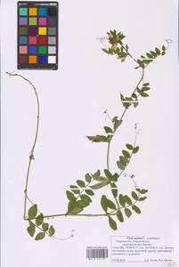 Vicia sepium L., Eastern Europe, North-Western region (E2) (Russia)