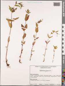 Epilobium, Siberia, Russian Far East (S6) (Russia)