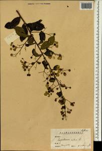 Lagerstroemia indica L., South Asia, South Asia (Asia outside ex-Soviet states and Mongolia) (ASIA) (China)