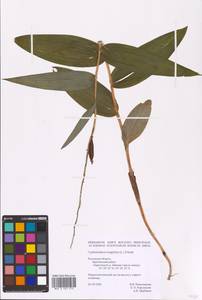 Cephalanthera longifolia (L.) Fritsch, Eastern Europe, Central region (E4) (Russia)