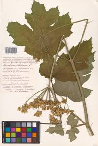 Heracleum sphondylium subsp. sibiricum (L.) Simonk., Eastern Europe, Lower Volga region (E9) (Russia)